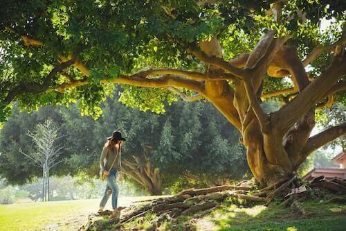 roots